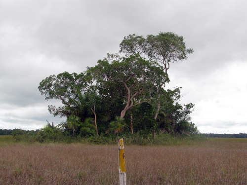 Isla de bosque en campo inundado, El Refugio